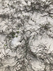 Schizachyrium maritimum