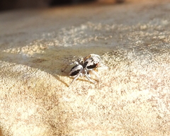 Habronattus virgulatus