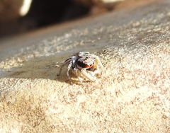 Habronattus virgulatus