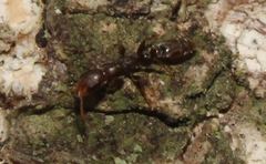 Pseudomyrmex cubaensis