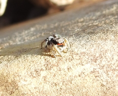 Habronattus virgulatus