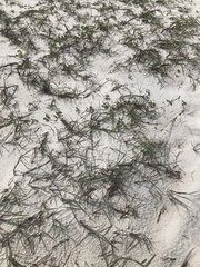 Schizachyrium maritimum