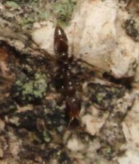 Pseudomyrmex cubaensis