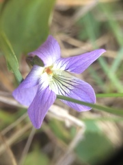 Viola communis