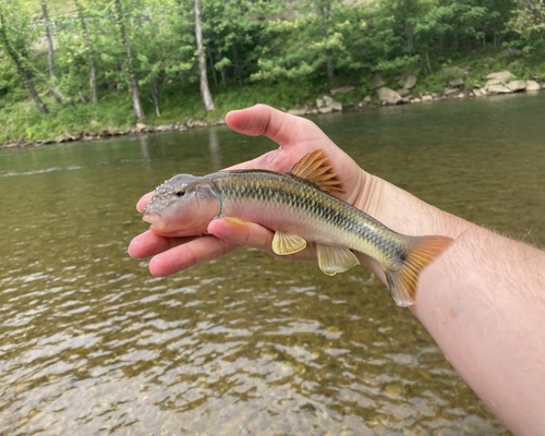 Bigmouth chub (Nocomis platyrhynchus) — Cyprinidae — 3