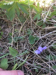 Viola communis