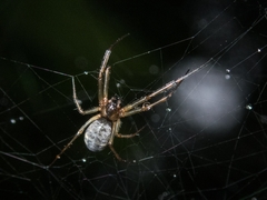 Prosoponoides sinense