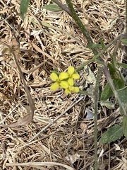 Raphanus raphanistrum