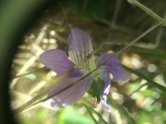 Viola communis