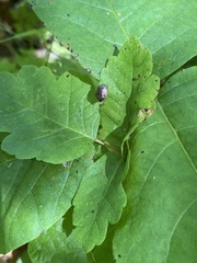 Cosmopepla intergressa