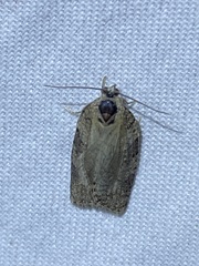 Acleris chalybeana