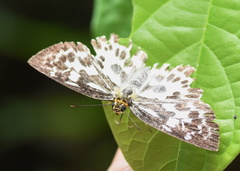 Abraximorpha