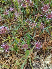 Trifolium willdenovii