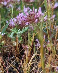 Trifolium willdenovii
