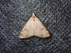 Hemeroplanis historialis