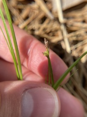 Carex tonsa