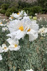 Romneya coulteri