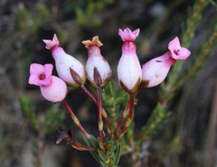 Erica irbyana