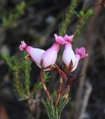Erica irbyana