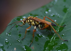 Macromerella honesta