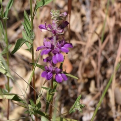 Collinsia concolor