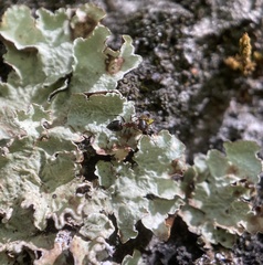 Crematogaster coarctata