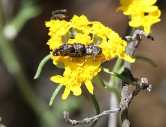 Acmaeodera hepburnii