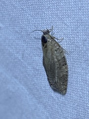 Acleris chalybeana