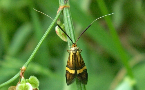 Nemophora degeerella