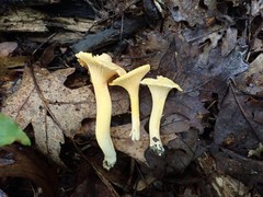 Cantharellus flavus