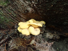 Cantharellus phasmatis