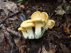 Cantharellus phasmatis