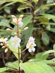 Miconia xalapensis image