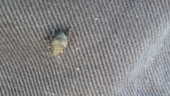 Pseudocneorhinus bifasciatus