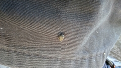 Pseudocneorhinus bifasciatus