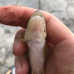 Nocomis platyrhynchus