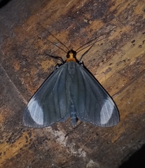 Crocypus perlucidaria