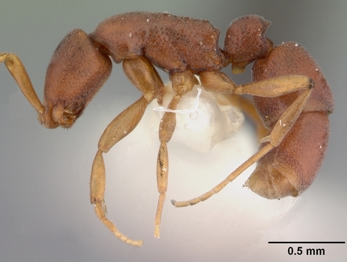 Genus Probolomyrmex · iNaturalist