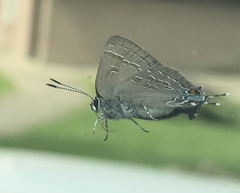 Satyrium caryaevorus