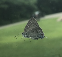 Satyrium caryaevorus