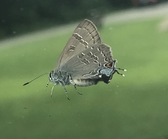 Satyrium caryaevorus
