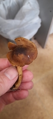 Leprocybe