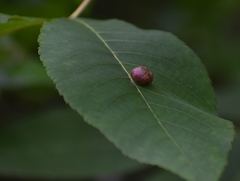 Phylloxera caryaeglobuli