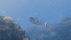Naso tonganus