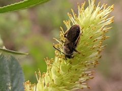 Andrena frigida