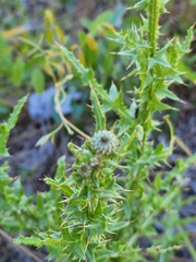 Cirsium nuttalii image