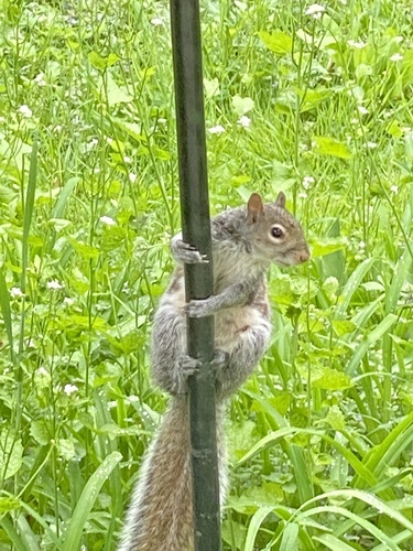 Eastern Gray Squirrel photographed in New Jersey