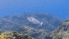 Naso tonganus