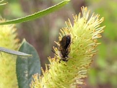 Andrena frigida