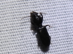 Clivina